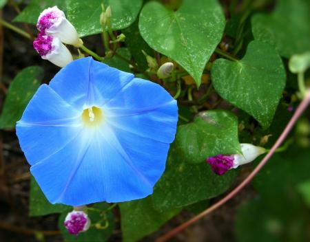 アサガオの花の色に込められた神様の愛