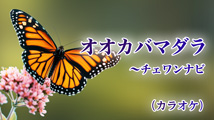 チェワンナビ～オオカバマダラ（カラオケ）