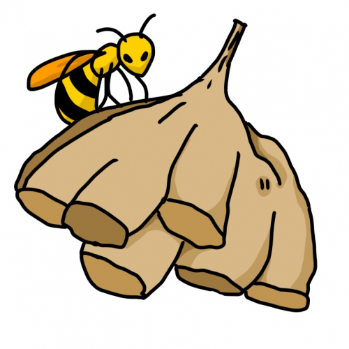 ベランダで蜂の巣発見！