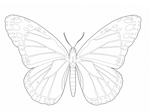 第1回「オオカバマダラ」(帝王蝶)