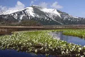 光言社 ポータルサイト Edblog ブログ 尾瀬の水芭蕉の見頃 光言社編集者ブログ